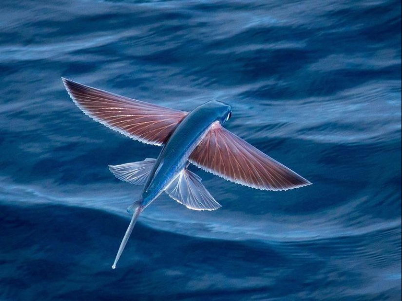 Flying fish Exocoetidae