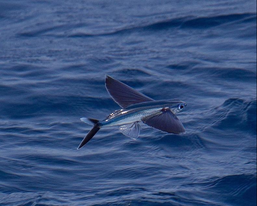 Flying fish Exocoetidae