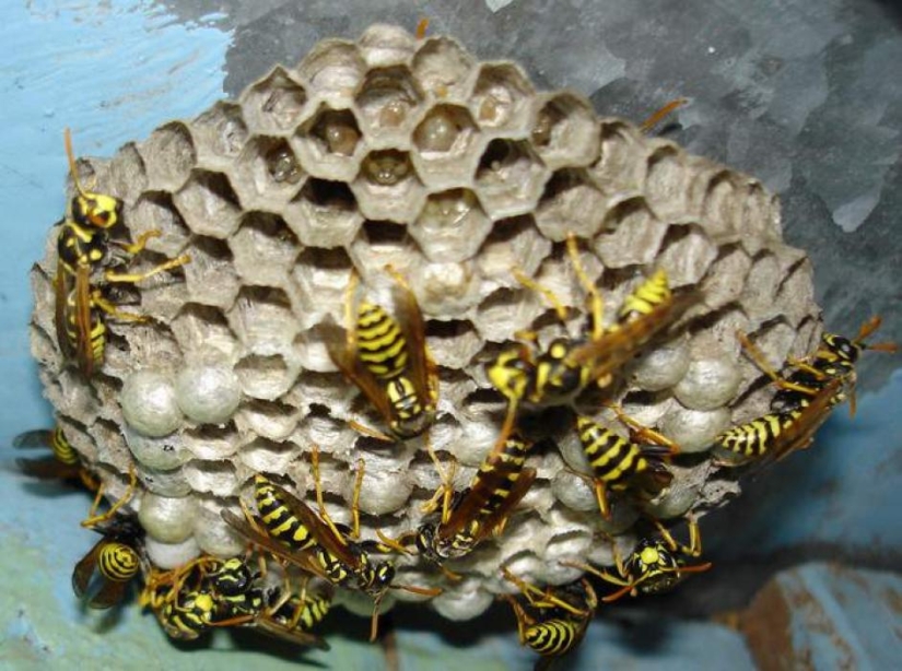 "For no particular reason?": why do wasps hate people in summer