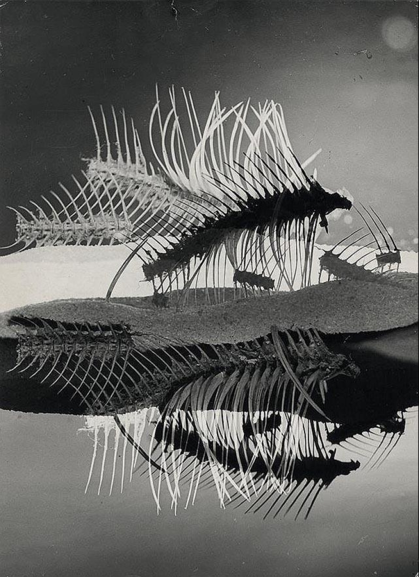 Formas sorprendentes en las fotografías de Heinz Hayek-Halke
