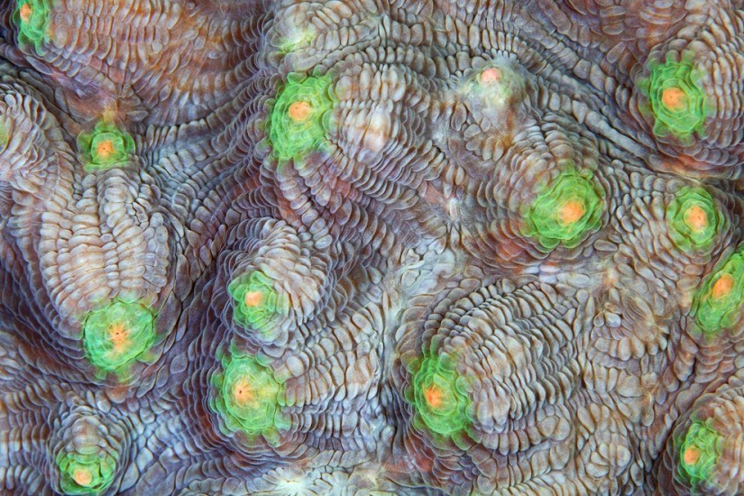 Fotografía macro de corales