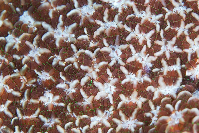 Fotografía macro de corales