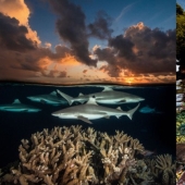 Fotografías de David Dubile: el mundo en la superficie y bajo el agua