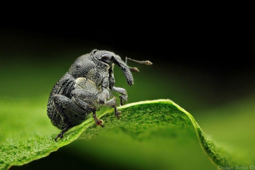 Fotografías macro sorprendentes y vibrantes de Dušan Beno