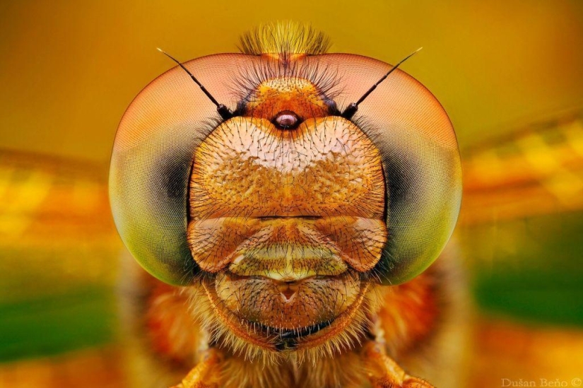 Fotografías macro sorprendentes y vibrantes de Dušan Beno