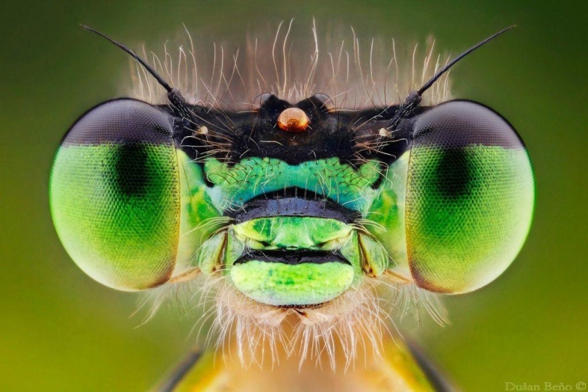 Fotografías macro sorprendentes y vibrantes de Dušan Beno