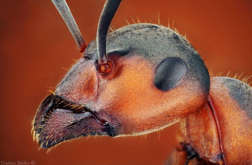 Fotografías macro sorprendentes y vibrantes de Dušan Beno