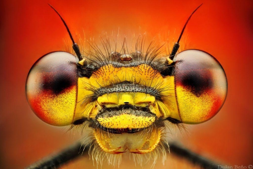 Fotografías macro sorprendentes y vibrantes de Dušan Beno