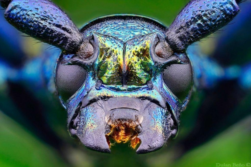 Fotografías macro sorprendentes y vibrantes de Dušan Beno