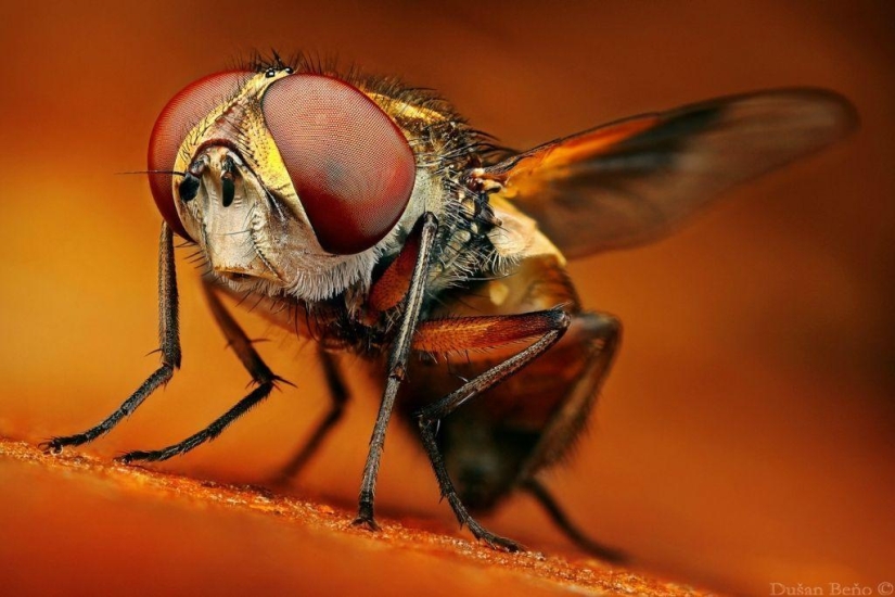 Fotografías macro sorprendentes y vibrantes de Dušan Beno