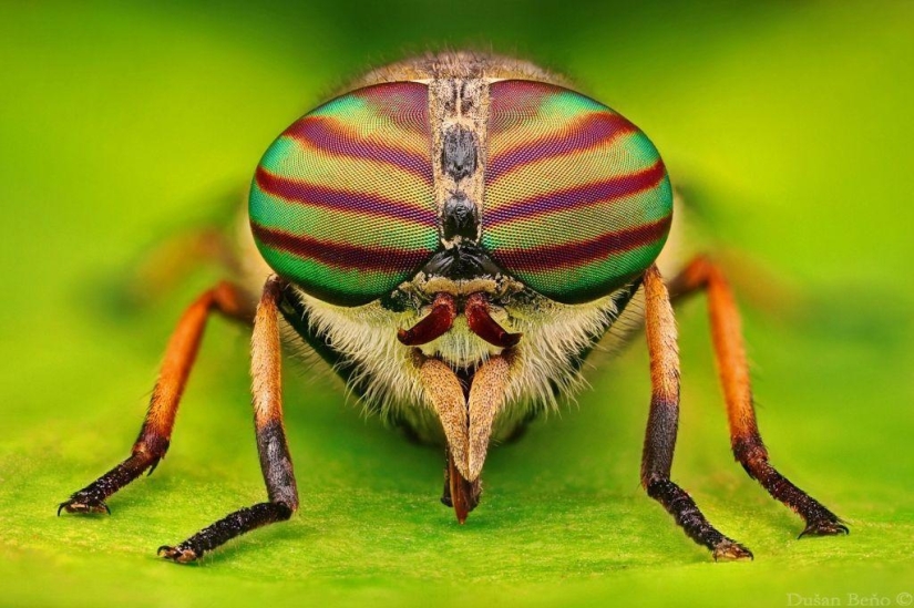 Fotografías macro sorprendentes y vibrantes de Dušan Beno