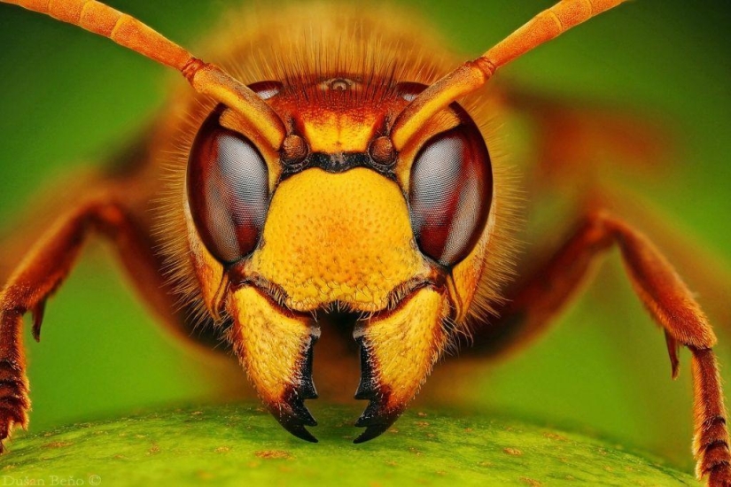 Fotografías macro sorprendentes y vibrantes de Dušan Beno