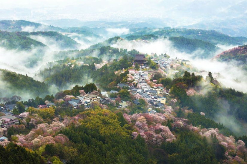 Fotografías mágicas de los cerezos en flor de National Geographic