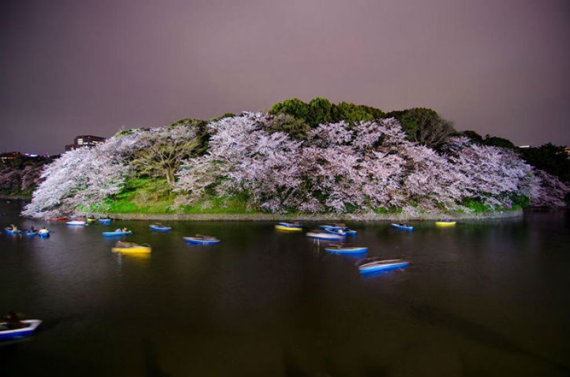 Fotografías mágicas de los cerezos en flor de National Geographic