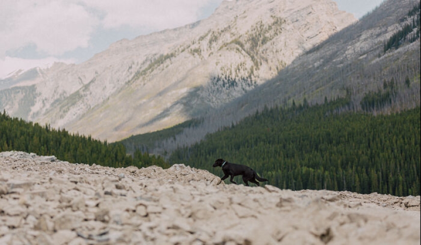 Fotografié a 12 perros en el Parque Nacional Banff y capturé su amor por la aventura