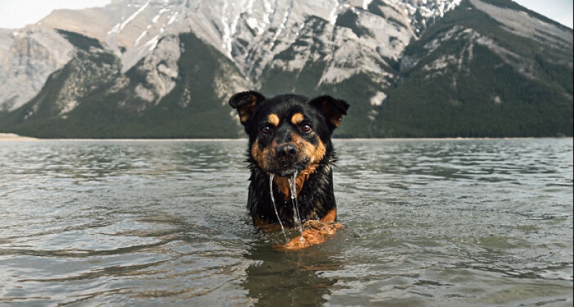Fotografié a 12 perros en el Parque Nacional Banff y capturé su amor por la aventura