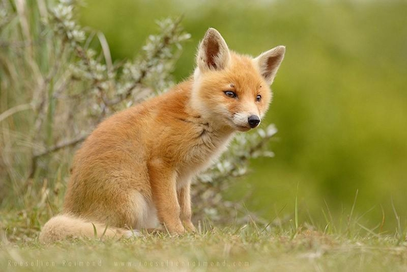 Fotos desgarradoras de adorables cachorros de zorro