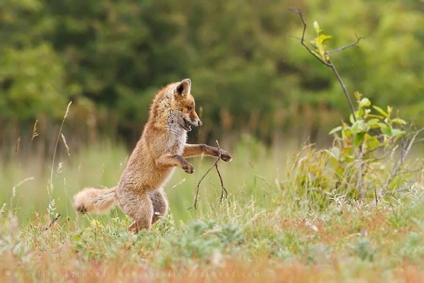 Fotos desgarradoras de adorables cachorros de zorro