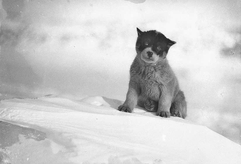 Fotos únicas de la primera Expedición Antártica Australiana de 1911-1914