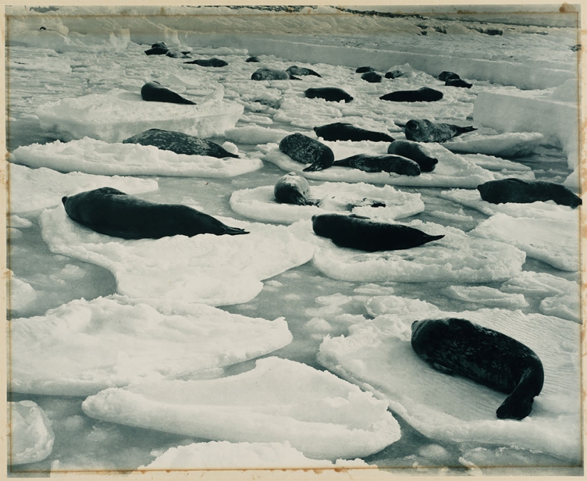 Fotos únicas de la primera Expedición Antártica Australiana de 1911-1914