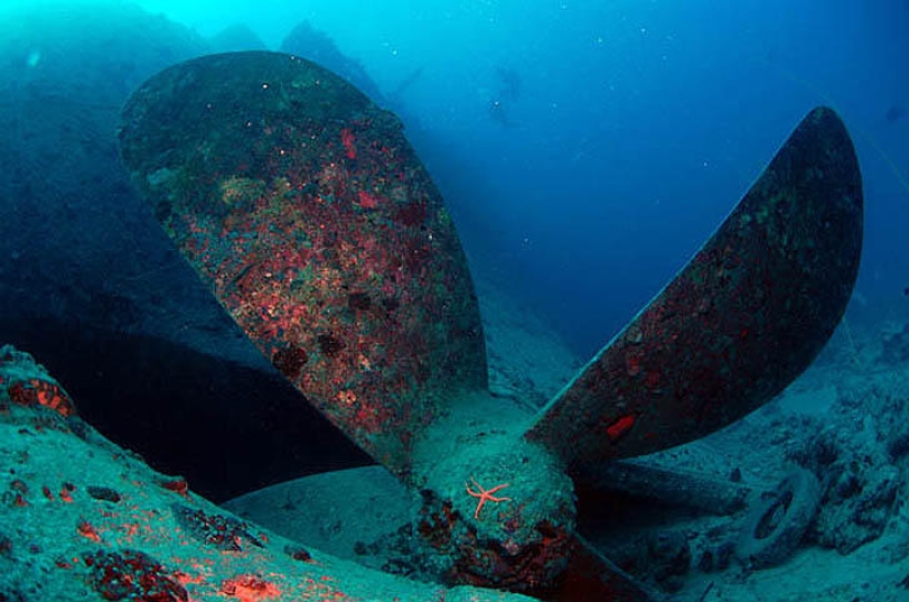 Fotos submarinas de Vyacheslav Plotnikov