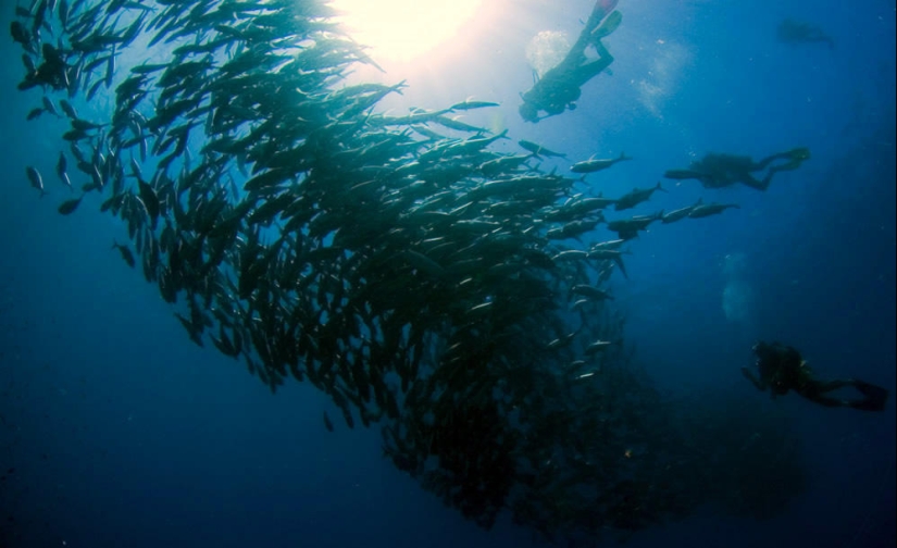 Fotos submarinas de Vyacheslav Plotnikov