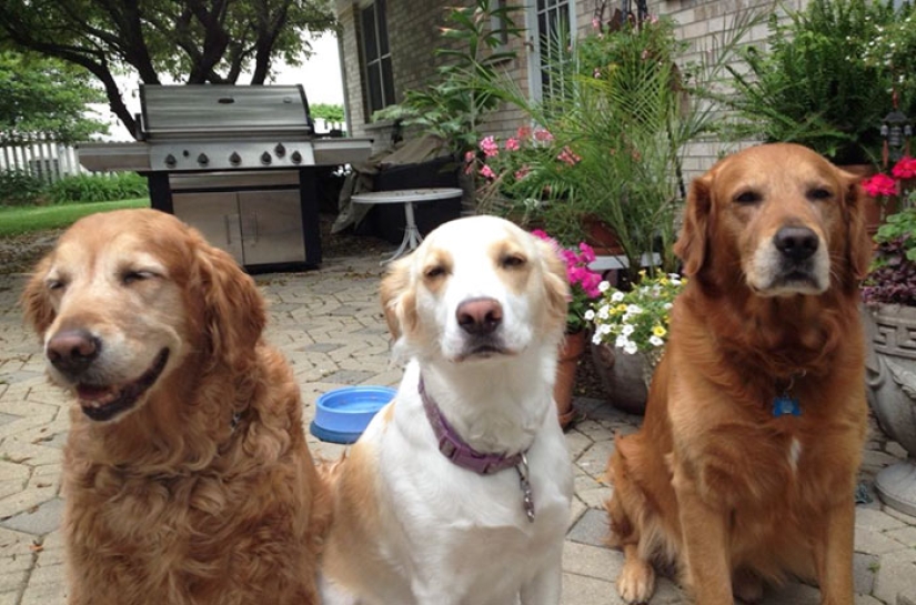 Four-legged happiness: what life is like when in the house more than two dogs