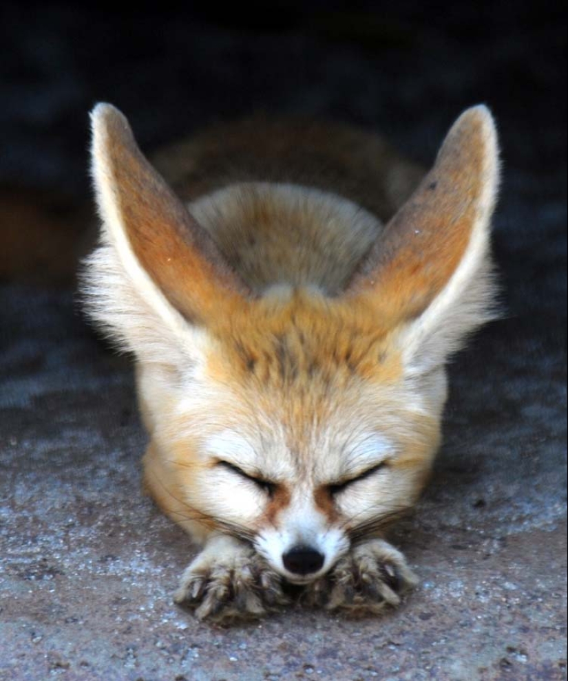 Fox fenek