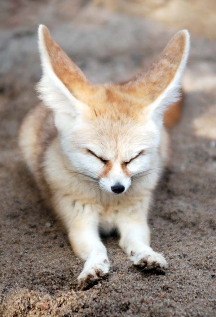 Fox fenek