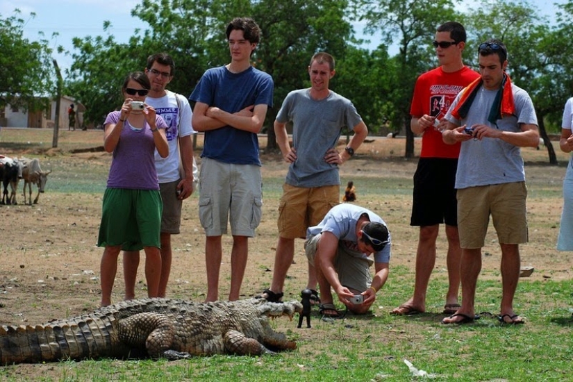 Friendly Crocodiles Pagi