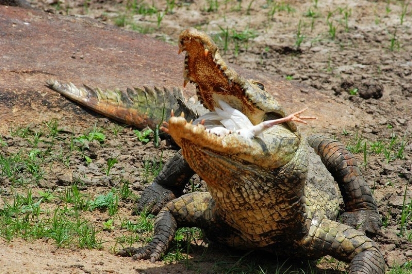 Friendly Pagi crocodiles