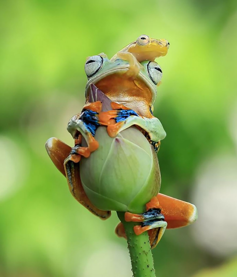 Frog Princess: Indonesian shoots unexpected facets of ordinary frogs