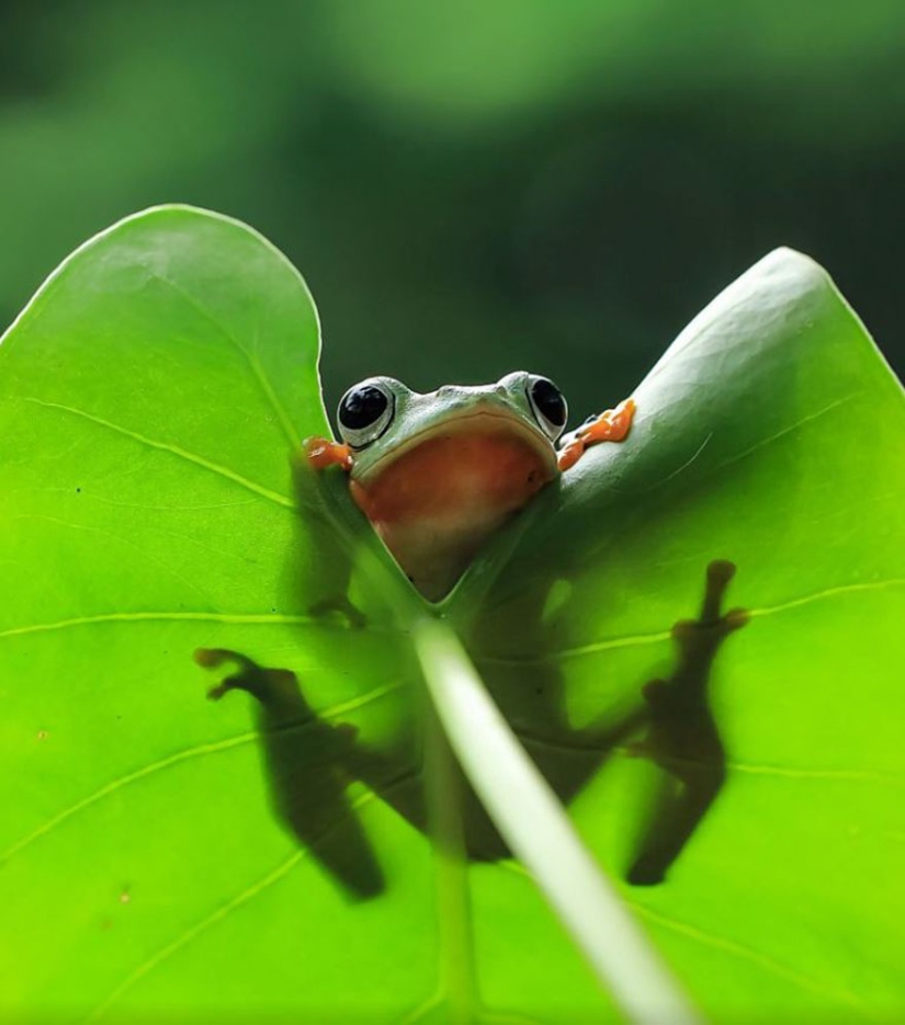 Frog Princess: Indonesian shoots unexpected facets of ordinary frogs