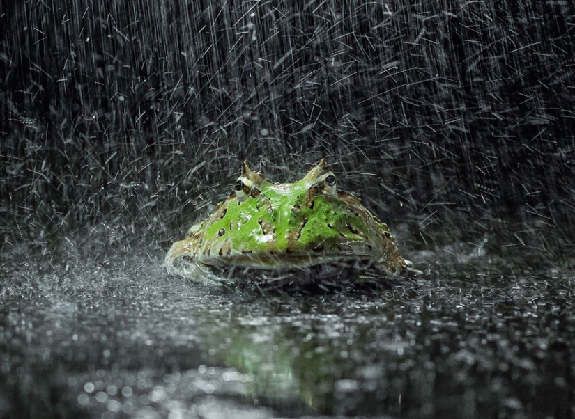 Frog Princess: Indonesian shoots unexpected facets of ordinary frogs