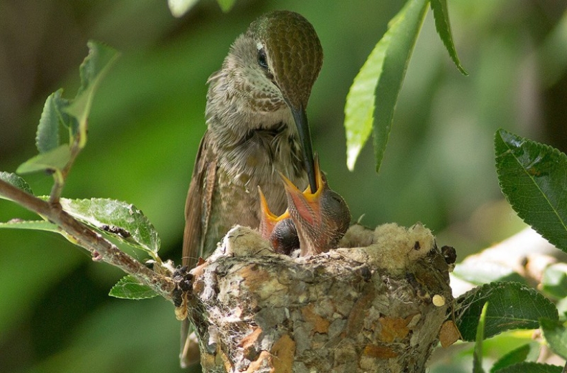 From an empty branch to teenagers in 6 weeks. Chronicle of the Nest of the Hummingbird Calyptus Anna