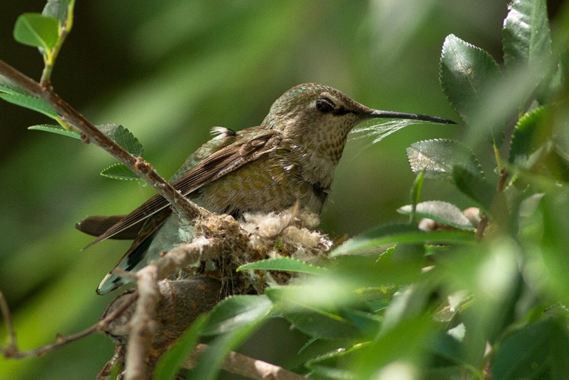 From an empty branch to teenagers in 6 weeks. Chronicle of the Nest of the Hummingbird Calyptus Anna