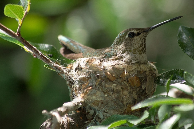 From an empty branch to teenagers in 6 weeks. Chronicle of the Nest of the Hummingbird Calyptus Anna