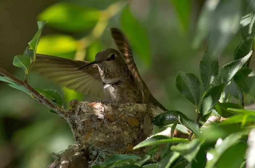 From an empty branch to teenagers in 6 weeks. Chronicle of the Nest of the Hummingbird Calyptus Anna