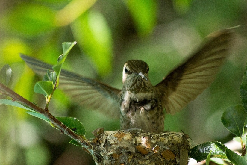 From an empty branch to teenagers in 6 weeks. Chronicle of the Nest of the Hummingbird Calyptus Anna