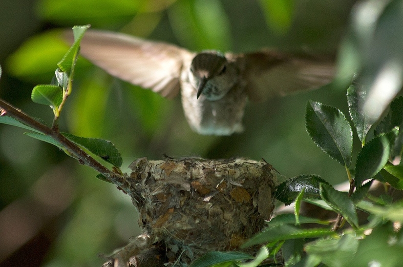 From an empty branch to teenagers in 6 weeks. Chronicle of the Nest of the Hummingbird Calyptus Anna