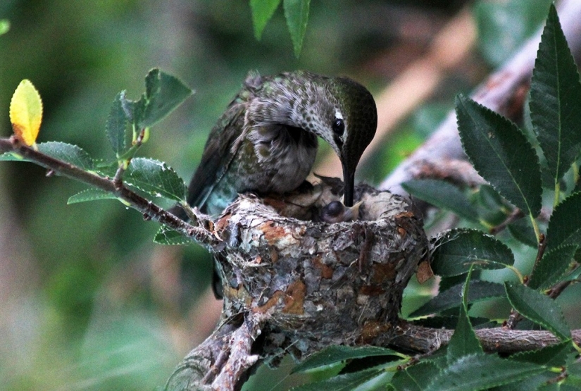 From an empty branch to teenagers in 6 weeks. Chronicle of the Nest of the Hummingbird Calyptus Anna