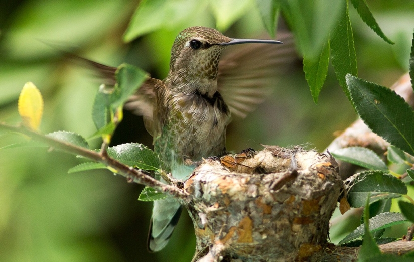 From an empty branch to teenagers in 6 weeks. Chronicle of the Nest of the Hummingbird Calyptus Anna