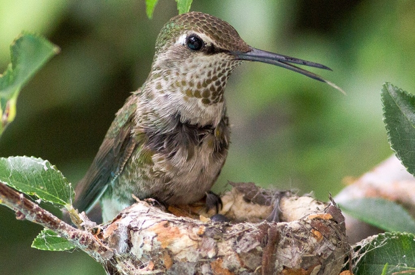 From an empty branch to teenagers in 6 weeks. Chronicle of the Nest of the Hummingbird Calyptus Anna