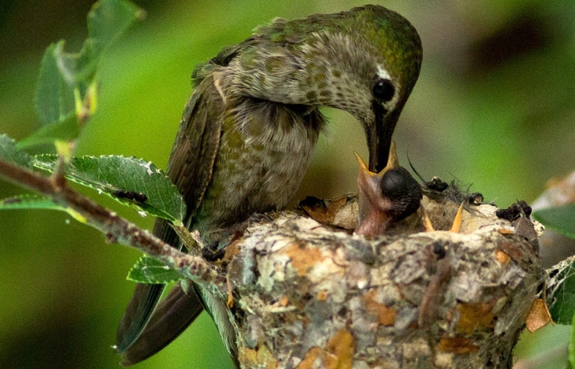 From an empty branch to teenagers in 6 weeks. Chronicle of the Nest of the Hummingbird Calyptus Anna