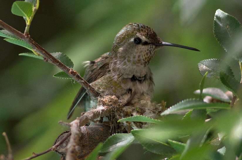 From an empty branch to teenagers in 6 weeks. Chronicle of the Nest of the Hummingbird Calyptus Anna