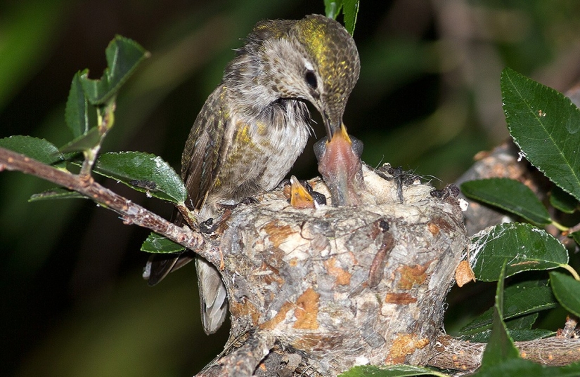 From an empty branch to teenagers in 6 weeks. Chronicle of the Nest of the Hummingbird Calyptus Anna