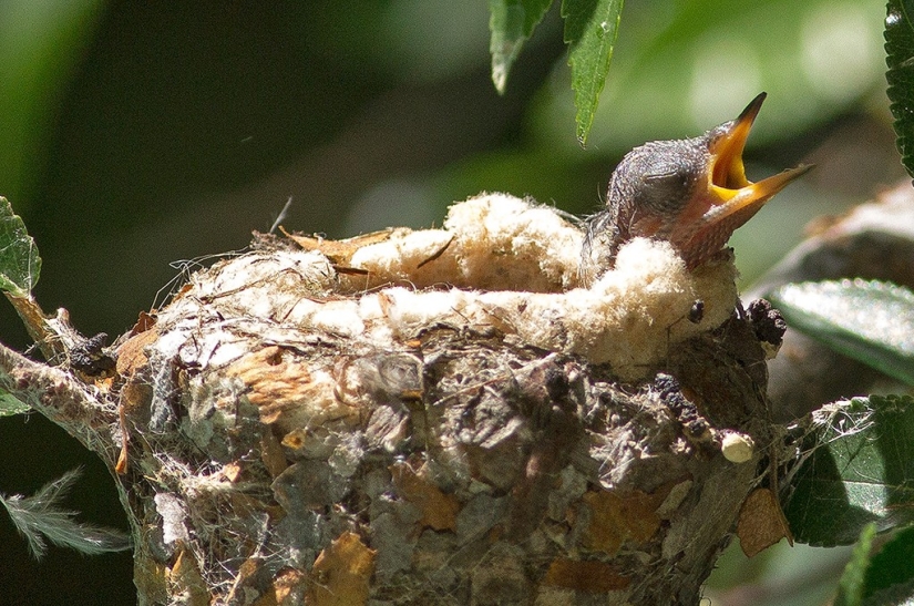 From an empty branch to teenagers in 6 weeks. Chronicle of the Nest of the Hummingbird Calyptus Anna