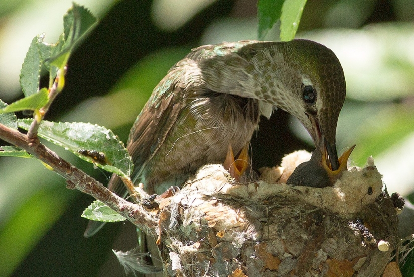 From an empty branch to teenagers in 6 weeks. Chronicle of the Nest of the Hummingbird Calyptus Anna