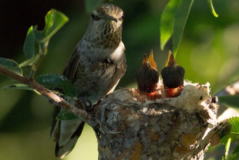 From an empty branch to teenagers in 6 weeks. Chronicle of the Nest of the Hummingbird Calyptus Anna