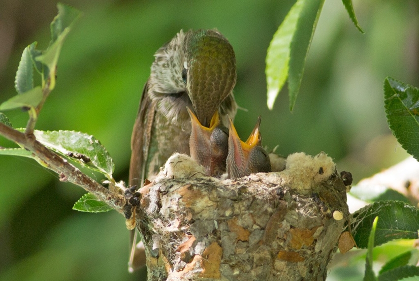 From an empty branch to teenagers in 6 weeks. Chronicle of the Nest of the Hummingbird Calyptus Anna